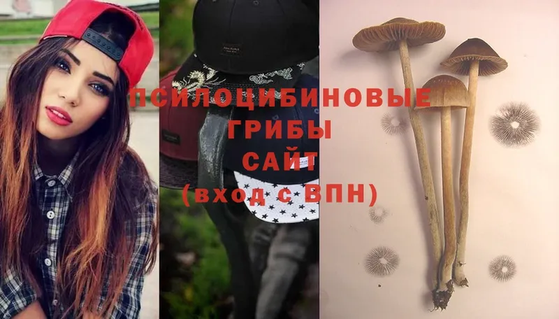 где купить наркоту  Мураши  Галлюциногенные грибы Psilocybine cubensis 